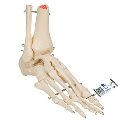 Immagine di 3B Scientific A31L, A31R Scheletro del Piede con Parte della Tibia e Perone, su Filo Metallico + software gratuito di anatomia Smart Anatomy