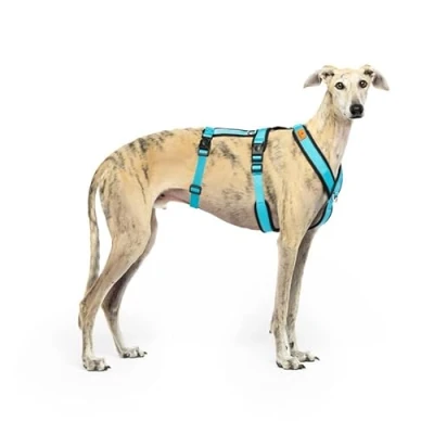 Immagine di Imbracatura anti trazione a 3 punti fuga ideale per lebreles: levriero italiano, whippet, levriero, podenco sicura, traspirante e resistente camminare, allenamento corsa, colore