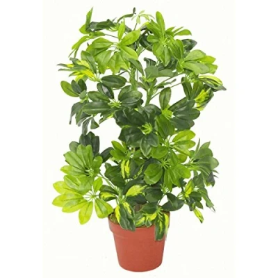 Immagine di Leaf Schefflera arboricola artificiale (pianta ombrello), in vaso di plastica nero, fogliame chiaro, 55 cm