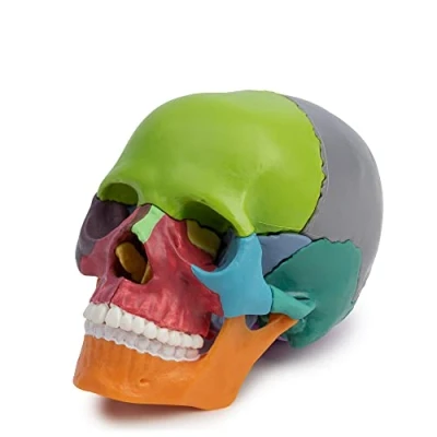 Immagine di Cranstein A 226 Mini cranio per osteopatia 15 pezzi didattico Studi e formazione medica Modello di anatomia del