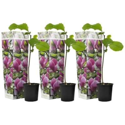 Immagine di Plant in a Box Magnolia Susan Set di 3 Ampio arbusto/piccolo albero Resistente all&#039;inverno Fiori Viola Vaso 9cm Altezza 25 40cm
