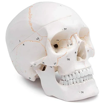 Immagine di Cranstein A 211 cranio anatomico con numerazione Studi e formazione medica Modello di anatomia del