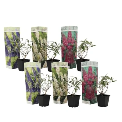 Immagine di Plant in a Box Buddleja Davidii Mix 6 diversi cespugli di farfalle Viola, lilla, bianco Vaso 9cm Altezza 25 40cm