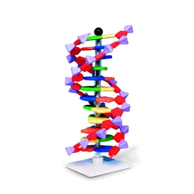 Immagine di Molymod Modello a doppia elica di DNA, 12 segmenti, kit miniDNA