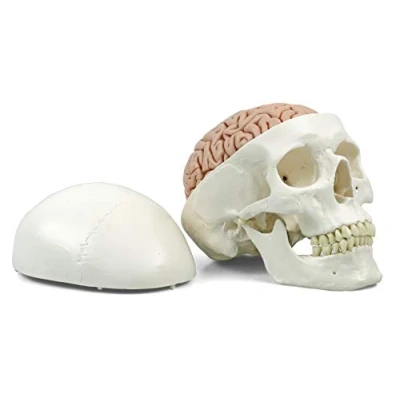 Immagine di 3B Scientific A20/9 Cranio Modello Classico, con Cervello, in 8 Parti + software gratuito di anatomia Smart Anatomy
