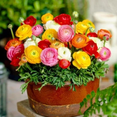 Immagine di Collezione di bulbi Ranunculus (30 bulbi), mix 5 colori, resistenti all&#039;inverno provenienti dall&#039;Olanda, piante vere (senza semi e non artificiali)