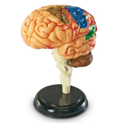 Immagine di Learning Resources Modello anatomico di cervello umano