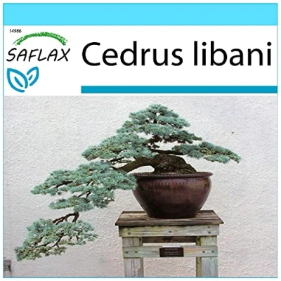 Immagine di SAFLAX Confezione regalo Cedro libanese 20 semi Cedrus libani