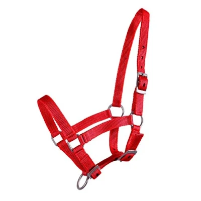 Immagine di QHP Halter Foal