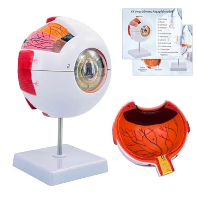 Immagine di modello di occhio umano per anatomia, 6 volte ingrandito con 12 segni anatomici e base espositiva l&#039;insegnamento scolastico, medico (modello occhio)