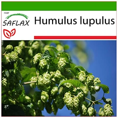 Immagine di SAFLAX Luppolo 50 semi Con substrato Humulus lupulus