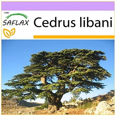 Immagine di SAFLAX Cedro libanese 20 semi Cedrus libani