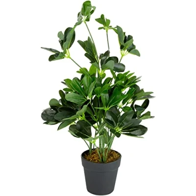 Immagine di Leaf Schefflera arboricola Artificiale (pianta Ombrello), in Vaso di plastica Nero, pianta Scura, 55 cm