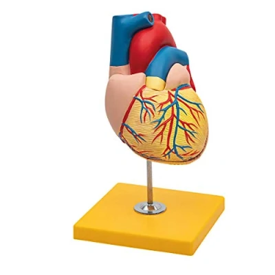 Immagine di Elementary Anatomy Modello di anatomia del cuore umano in 2 parti con base, Dimensioni realistiche, adatto per l&#039; Insegnamento scolastico, Budget Model