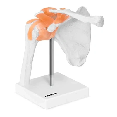 Immagine di Physa Modello Anatomico Spalla 3D PHY SJ 1 (Scala 1:1, Bianco osso, Plastica)
