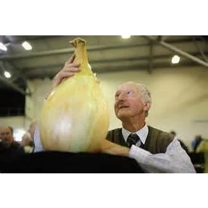 Immagine di NUOVI 50 semi di cipolla gigante. Ailsa Craig scozzese cimelio un seme onion.Vegetable enorme.