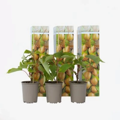 Immagine di Plant in a box kiwi Actinidia &#039;Jenny&#039; Set di 3 Piante Vaso 9cm Altezza 25 40cm