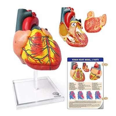 Immagine di Evotech Scientific modello di cuore umano per anatomia, a grandezza naturale anatomia medico 2 parti (base in plexiglas)