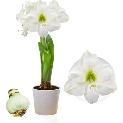 Immagine di bulbo Amaryllis White Passion, 1 di grandi dimensioni 26/30, Bulbi, piante e fiori esclusivi dall&#039;Olanda, bulbi Hippeastrum autentici (senza semi, non in cera artificiali)