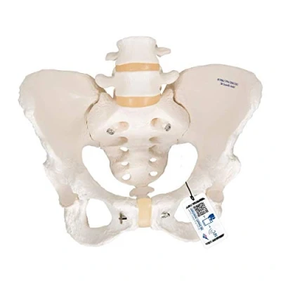 Immagine di 3B Scientific A61 Modello anatomico di scheletro bacino, femminile + software gratuito anatomia Smart Anatomy