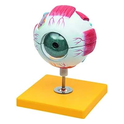 Immagine di Elementary Anatomy Modello di anatomia dell&#039;occhio umano in 6 parti con base, ingrandito 3 volte, adatto per l&#039; Insegnamento scolastico, Budget Model