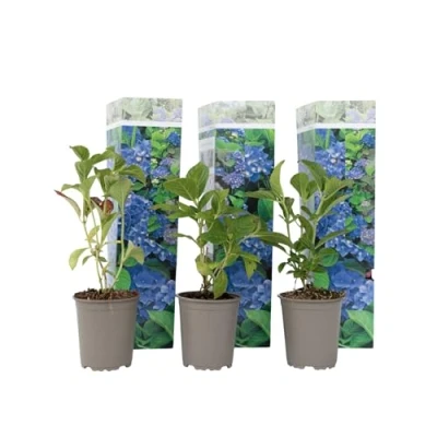 Immagine di Plant in a Box Ortensia hydrangea macrophylla Blu Set di 3 Rosa d&#039;ortensia Vaso 9cm Altezza 25 40cm