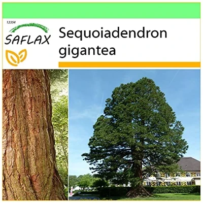 Immagine di SAFLAX Sequoia gigante 50 semi Sequoiadendron gigantea