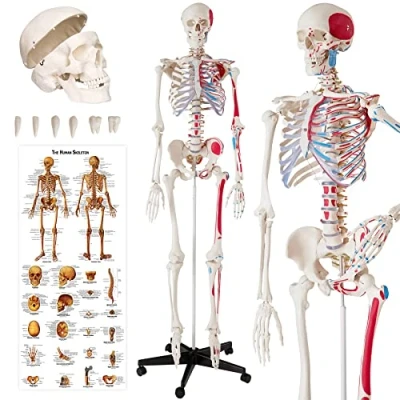 Immagine di tectake® Modello Anatomico di Scheletro Umano a Grandezza Naturale, Cranio Apribile, Articolazioni Mobili, Braccia e Gambe Rimovibili, Inclusi Muscoli Ossa, Poster Dettagliato
