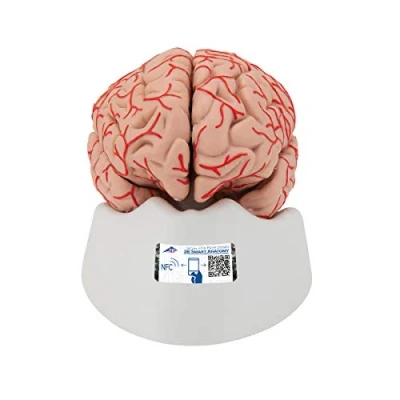 Immagine di 3B Scientific C20 Modello di anatomia Umana Cervello, Lusso, con Arterie, in 9 Parti + software gratuito Smart Anatomy