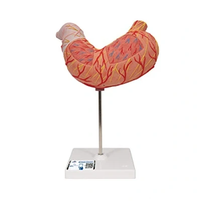 Immagine di 3B Scientific K15 Stomaco, in 2 Parti + software gratuito di anatomia Smart Anatomy