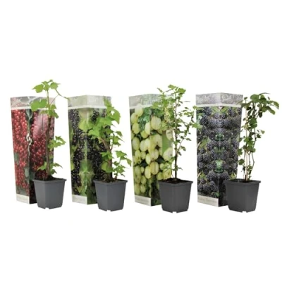 Immagine di Plant in a Box Miscela di bacche Mix 4 piante Vaso 9cm Altezza 25 40cm