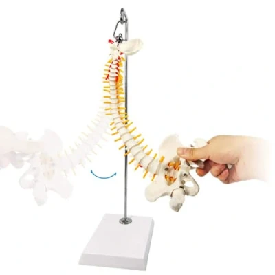 Immagine di LSOAARRT modello anatomico della colonna vertebrale in miniatura, 15,4 cm Mini Dettagli del Vertebre, Nervi spinali, lombare e bacino