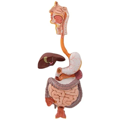 Immagine di 3B Scientific K21 Apparato Digerente, in 3 Parti + software gratuito di anatomia Smart Anatomy