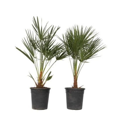 Immagine di Plant in a Box Chamaerops Humilis Set di 2 Palma ventaglio europea Resistente Vaso 21cm Altezza 70 80cm