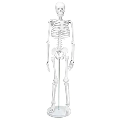 Immagine di QWORK® Modello Anatomico Scheletro Umano, 85 cm, Flessibile, Per Strumento di Visualizzazione dell&#039;Insegnamento Medico