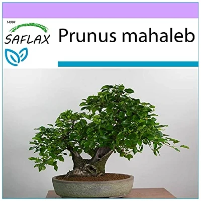 Immagine di SAFLAX Ciliegio canino/Magaleppo 30 semi Prunus mahaleb