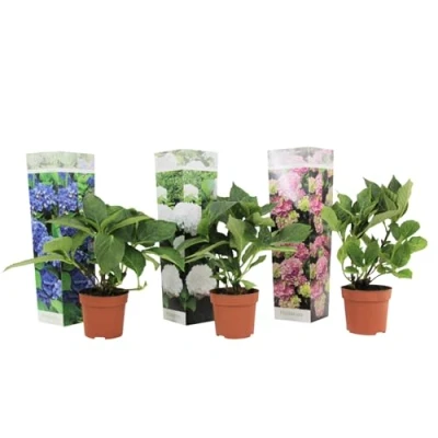 Immagine di Plant in a Box ortensia hydrangea macrophylla Mix di 3 Miscela Vaso 9cm Altezza 25 40cm
