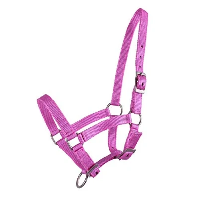Immagine di QHP Halter Foal