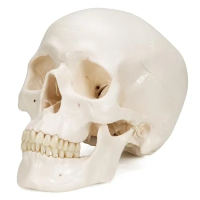 Immagine di 3B Scientific A20 Cranio, Modello Classico, in 3 Parti + software gratuito di anatomia Smart Anatomy