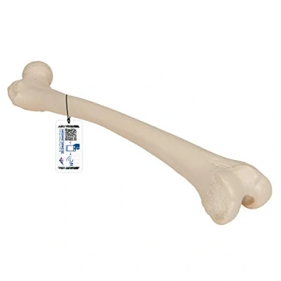 Immagine di 3B Scientific A35/1L, A35/1R Femore + software gratuito di anatomia Smart Anatomy