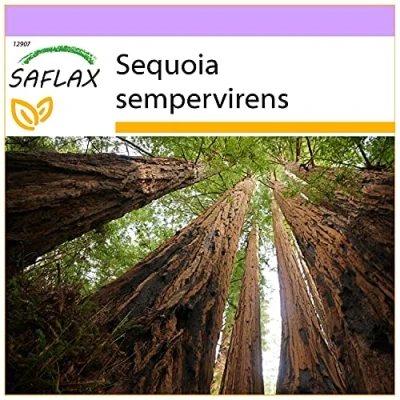 Immagine di SAFLAX Sequoia sempreverde 50 semi sempervirens