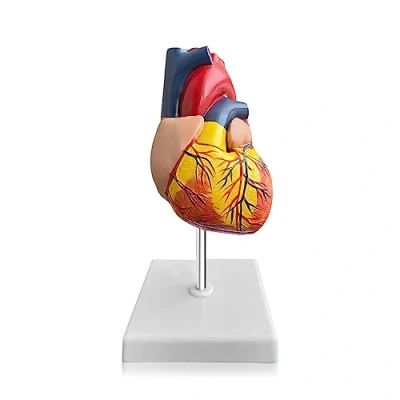 Immagine di Nizirioo Cuore Modello di Anatomia: 1:1 Anatomia del Umano, Anatomico in 2 Parti Realistiche Modelli per Aula Scienze Umana