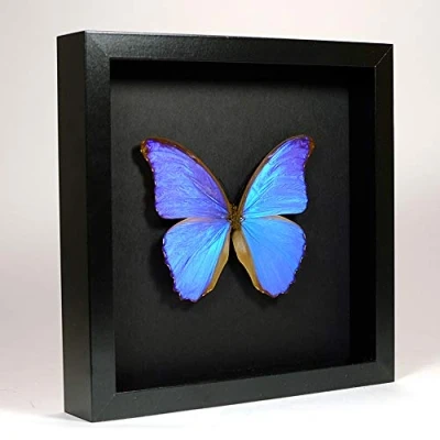 Immagine di De Museumwinkel.com Morpho Didius Il Blu Vera Farfalla di Tassidermia Montato sotto Vetro in Cornice Legno Nera Elegante Fatta a Mano