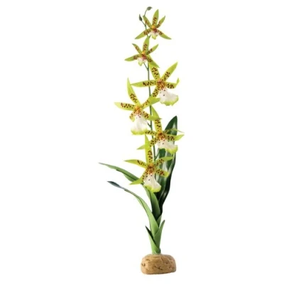 Immagine di Askoll 281661 Piante terrestri Exo Terra PT2991 ragno di orchidee, 7, 6 x 12, 7 43, 2 cm