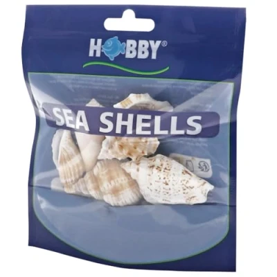 Immagine di Hobby, Set di Conchiglie Mare