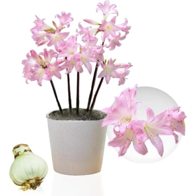 Immagine di bulbo Amaryllis Belladonna, 1 di grandi dimensioni 26/30, Bulbi, piante e fiori esclusivi dall&#039;Olanda, bulbi Hippeastrum autentici (senza semi, non in cera artificiali)