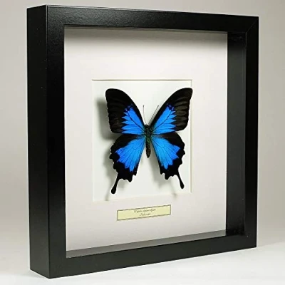 Immagine di De Museumwinkel.com Papilio Ulysses Farfalla di Ulisse Vera Tassidermia Montato sotto Vetro in Cornice Legno Nera Fatta a Mano