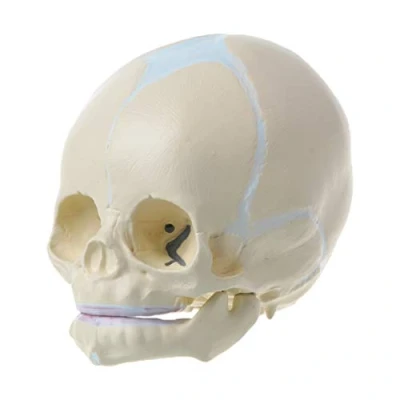 Immagine di NOPOXA Cranio Modello 1: 1 Fetale Umano Bambino Neonato Medico Anatomico Scheletro Insegnamento