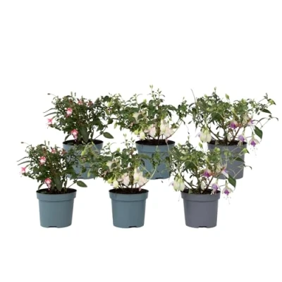 Immagine di Plant in a Box Fuchsia magellanica Mix di 6 Delta Sarah, Lady Thumb, Ricartonnii Piante da giardino fiorite Vaso 9 cm Altezza 10 20