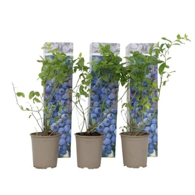 Immagine di Plant in a Box Mirtillo Set di 3 Resistente Vaccinium corymbosum Vaso 9cm Altezza 25 40cm